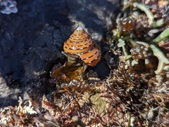 Calliostoma tricolor