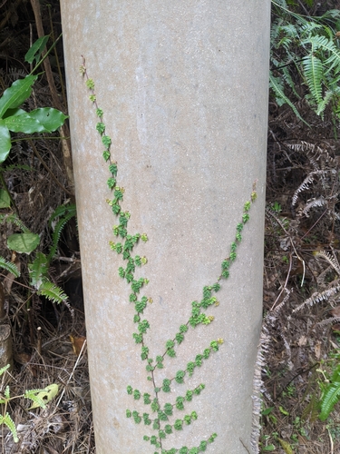 Image of Ficus thunbergii by (c) Tzu-Neng Yuan, some rights reserved (CC BY)