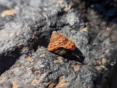 Calliostoma tricolor