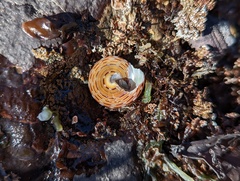 Calliostoma tricolor