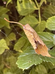 Phonognatha graeffei