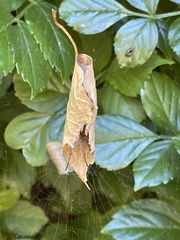 Phonognatha graeffei