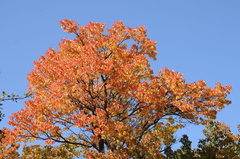 Prunus armeniaca