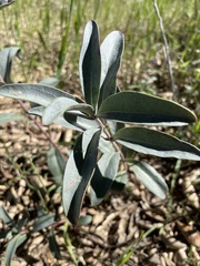 Penstemon centranthifolius