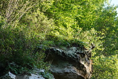 Campanula intercedens