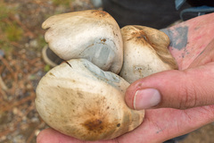 Psilocybe caerulescens