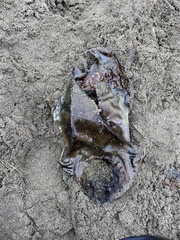 Beringraja binoculata