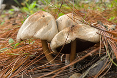 Psilocybe caerulescens