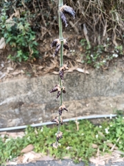 Triumfetta rhomboidea