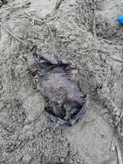 Beringraja binoculata