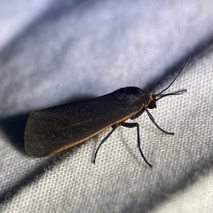 Virbia laeta