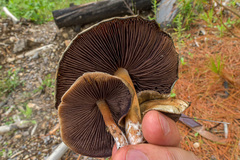 Psilocybe caerulescens