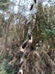 Triumfetta rhomboidea