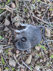 Peromyscus gambelii