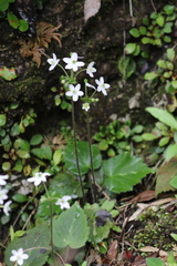 Anemone begoniifolia