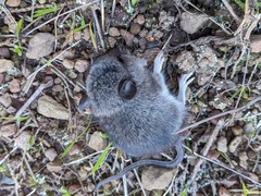 Peromyscus gambelii