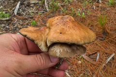 Psilocybe caerulescens