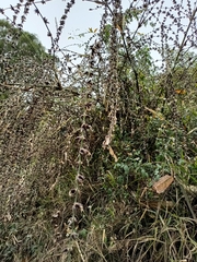 Triumfetta rhomboidea