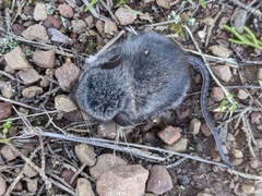 Peromyscus gambelii