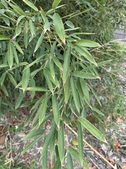 Phyllostachys makinoi