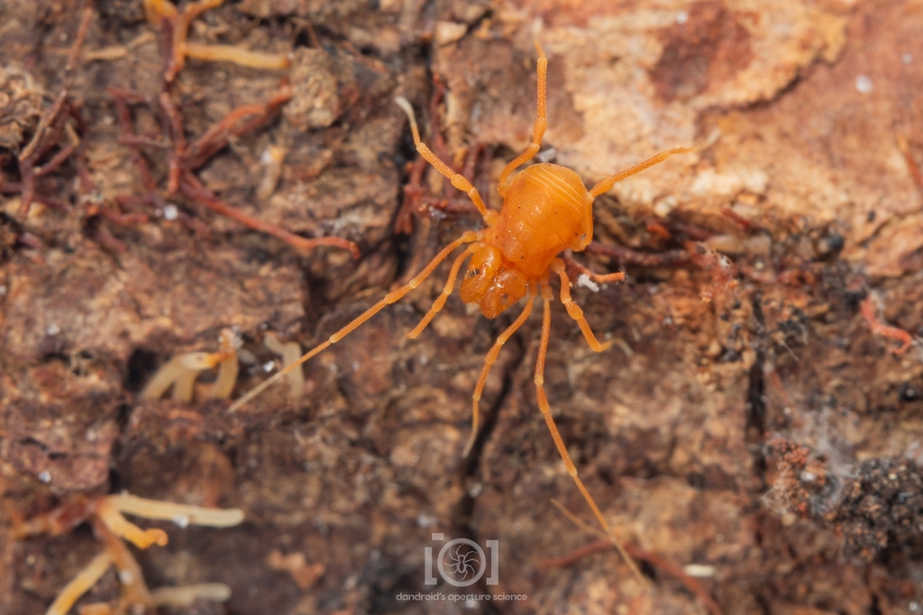 Crosbyella spinturnix
