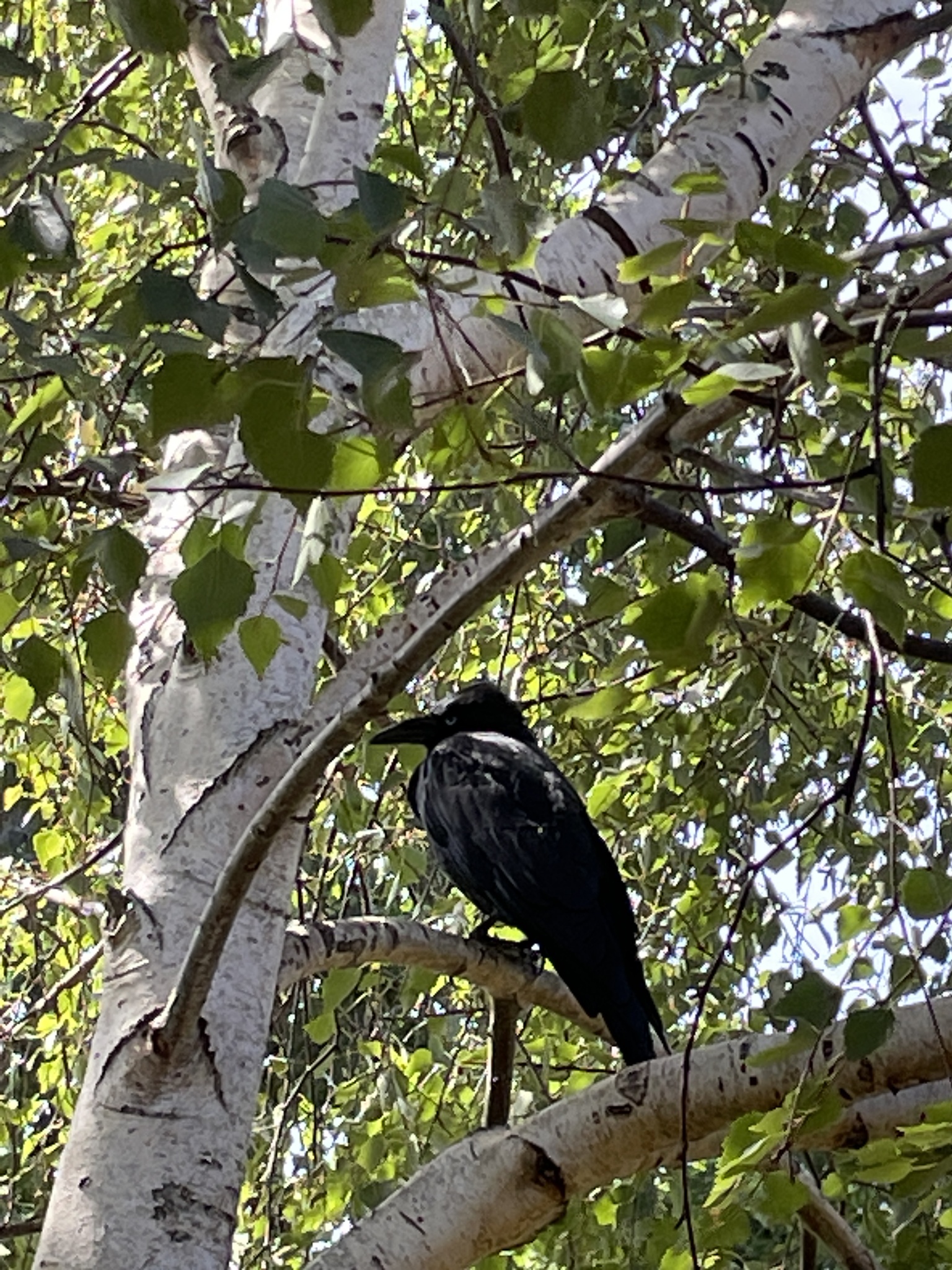 Australian Raven