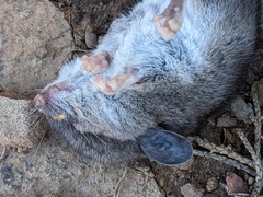 Peromyscus gambelii