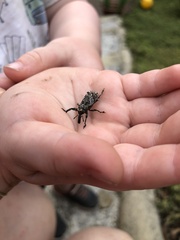 Orthorhinus