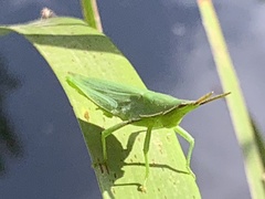 Atractomorpha australis