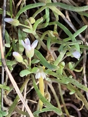 Claytonia exigua