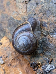 Helminthoglypta umbilicata