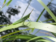 Atractomorpha australis