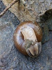 Helminthoglypta umbilicata