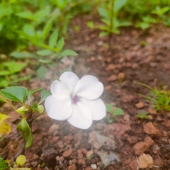 Brunfelsia grandiflora