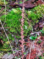 Platanthera transversa