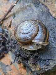 Helminthoglypta umbilicata