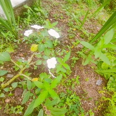 Brunfelsia grandiflora