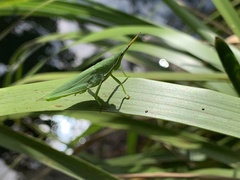 Atractomorpha australis