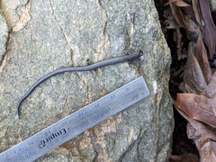 Batrachoseps incognitus