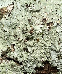 Heterodermia albicans