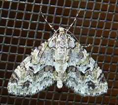 Cladara limitaria