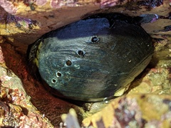 Haliotis cracherodii