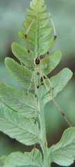 Theridiidae