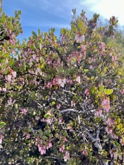 Arctostaphylos myrtifolia