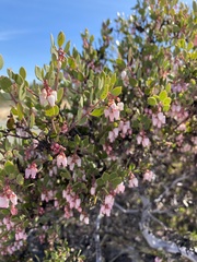 Arctostaphylos myrtifolia