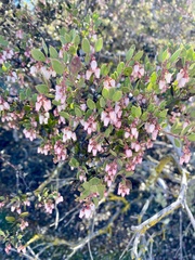 Arctostaphylos myrtifolia