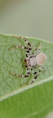 Thomisidae