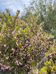 Arctostaphylos myrtifolia