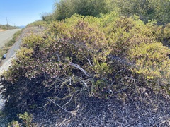 Arctostaphylos myrtifolia