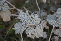 Sphaeralcea ambigua